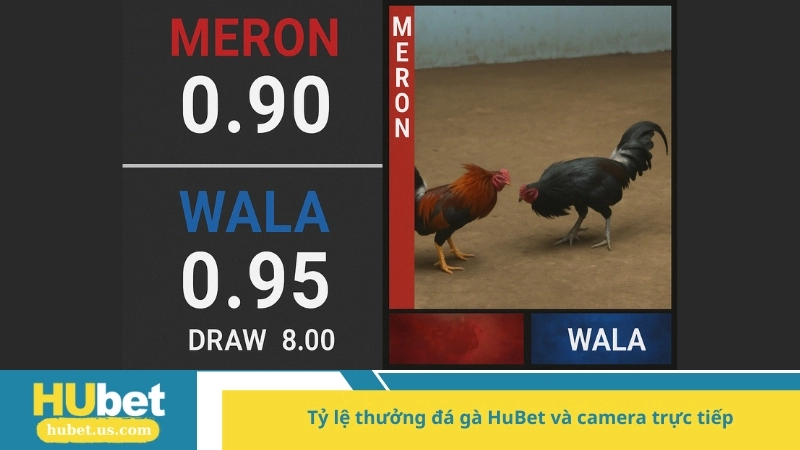 tỷ lệ thưởng đá gà HuBet và camera trực tiếp